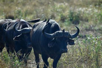 Naklejka premium south african buffalo on table mountain