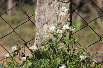 small white lily / flora flowers on the garden and steel wire fence with stone on the background