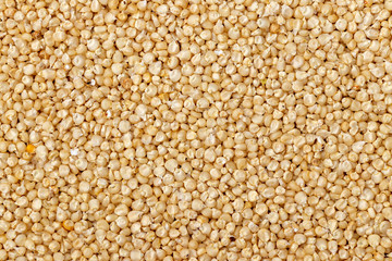 Dried Corn or Maiza texture and background.