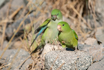 Mountain parakeet