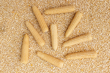 Dried Corn or Maiza texture and background.