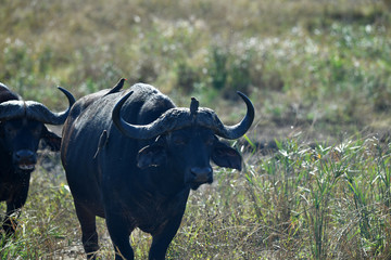 Naklejka premium south african buffalo on table mountain