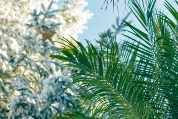 Palm Tree Leaves with Christmas Tree in the Background