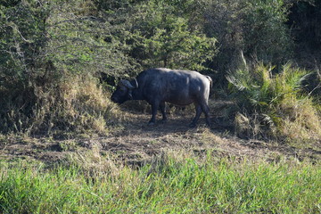 south african buffalo on table mountain