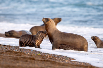 sea lion on the beach in Patagonia mother and baby