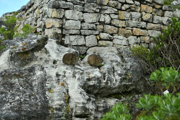 south african capan dams on table mountain