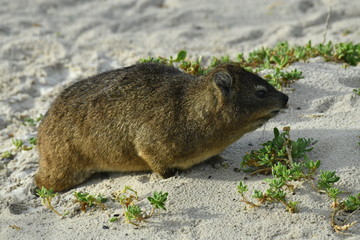south african capan dams on table mountain