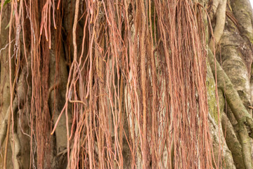 Banyan tree with multiple trunks, and large number of branches.