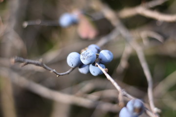 Schlehen, Schlehdorn (Prunus spinosa)