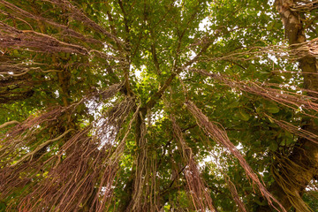 Banyan tree view from bottom to sky,  with multiple trunks, and large number of branches.