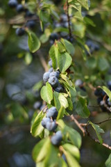 Schlehen, Schlehdorn (Prunus spinosa)