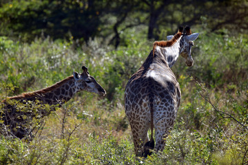 south african giraffes in a national park