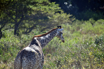 south african giraffes in a national park