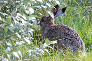 Hase