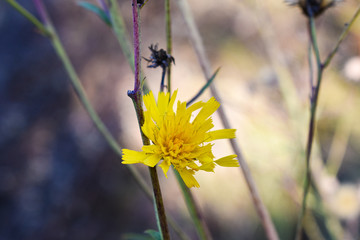 Yellow flower