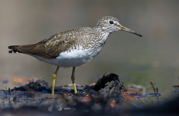 Bright sunny Green Sandpiper goes in mud water shore in the forest