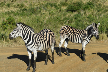 Fototapeta na wymiar South African zebras in a national park