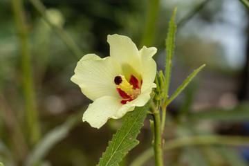 Okra or ladies finger yellow flower