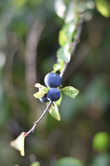 Obraz na płótnie Canvas Schlehen, Schlehdorn (Prunus spinosa)
