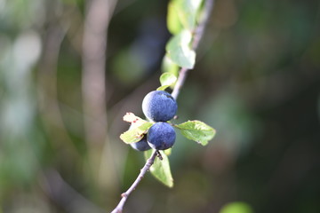 Schlehen, Schlehdorn (Prunus spinosa)