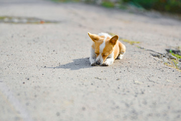 A small yellow-white dog sits on an asphalt road.