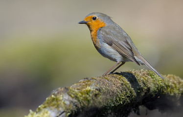 European Robin good posing on a moss covered old tree trunk