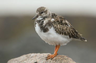 A pretty Turnstone, Arenaria interpres, standing on a rock on the shoreline at high tide on a rainy day.