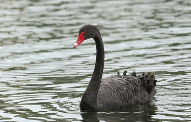 A beautiful Black Swan, Cygnus atratus, swimming on a lake in the UK.