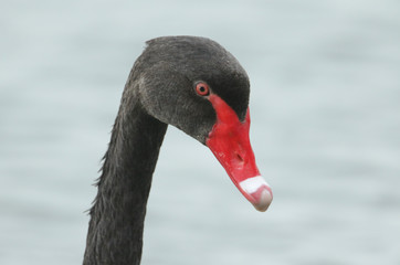 Fototapeta premium A head shot of a beautiful Black Swan, Cygnus atratus, swimming on a lake in the UK.