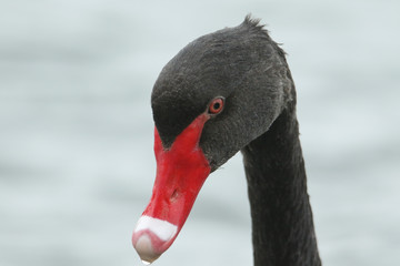 A head shot of a beautiful Black Swan, Cygnus atratus, swimming on a lake in the UK.