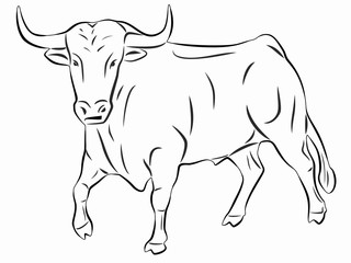 isolated illustration of bull , vector drawing