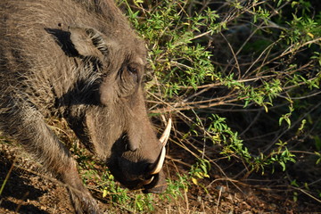 Naklejka na ściany i meble south african rhinoceros in national park