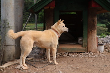 Big white dog on road standing.