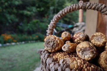 Autumn harvest, dry corns in a basket.
