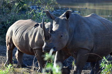 Obraz premium south african rhinoceros in national park