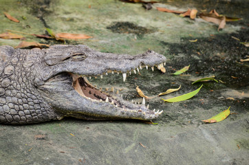 un crocodile ouvre la gueule