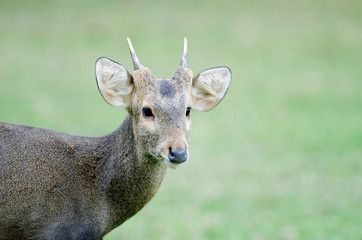 Single deer in the jungle 