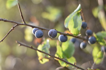 Schlehen, Schlehdorn (Prunus spinosa)
