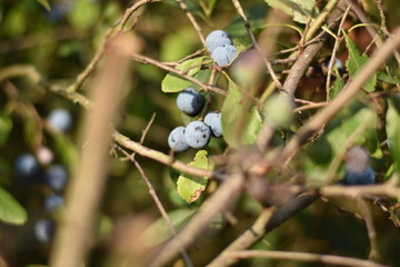 Schlehen, Schlehdorn (Prunus spinosa)