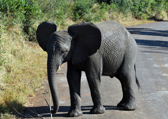 South African elephants in a national park