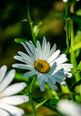 Fototapeta premium Leucanthemum vulgare 
