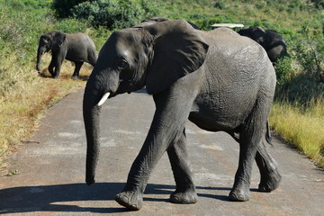 Obraz premium South African elephants in a national park
