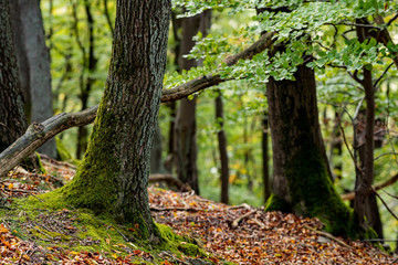 Mischwald Eichen Buchen Herbst Stämme Bäume Sauerland Deutschland Iserlohn Ökosystem Laub...