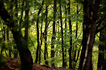 Mischwald Eichen Buchen Herbst Stämme Bäume Sauerland Deutschland Iserlohn Ökosystem Laub Färbung Waldboden Förster Spaziergang Holz intakt Waldsterben Sekundärwald