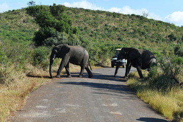 Naklejka na ściany i meble South African elephants in a national park