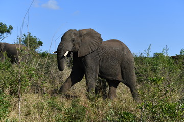 Obraz premium South African elephants in a national park