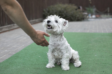white cute little dog