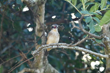 South African bird in natural conditions