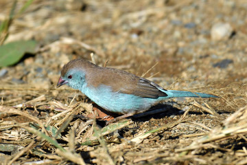 South African bird in natural conditions