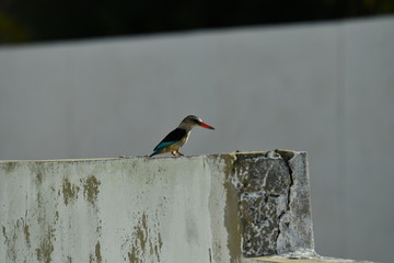 South African bird in natural conditions